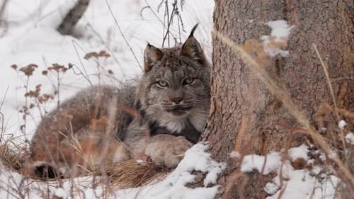 Canadian Lynx Wild Cat Resting Under The Tree During Winter. Close-up Shot