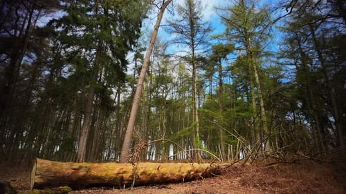 Schneiden Sie kahle Baumlichter in einem Birkenwald auf dem Boden zwischen braunen Blättern ab