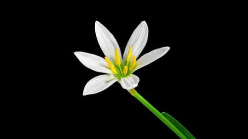 Zephyranthes White Flower in Time Lapse on a Black Background. Fairy Lily, Zephyr Lily or Rainflower