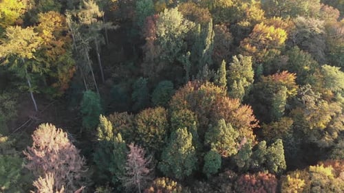 Aerial view of a forest in beautiful fall colors.
