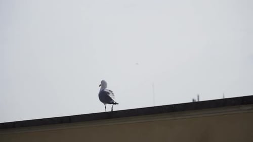 Seagull Perched on Building Edge in City