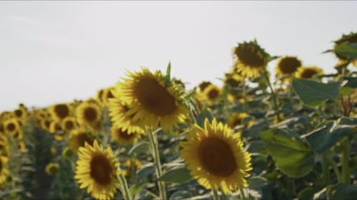 Agriculture Yellow Sunflower Plant In Farm Field In Sunlight 54