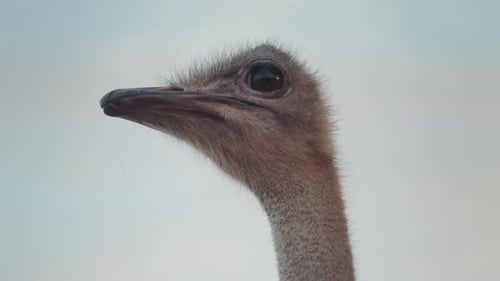 Close-up view of an ostrich with clear blue sky in the background.