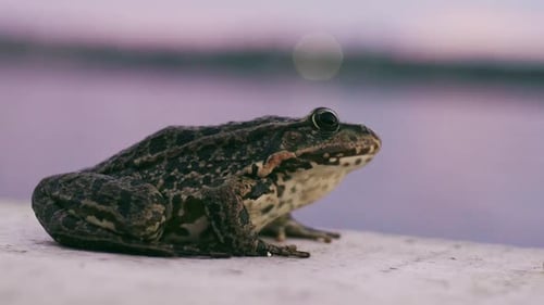 A Toad Sitting on a Peace of Wood in a Lake with Golden Evening Light