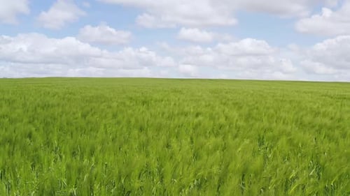 Drone View Flying Over Vast Endless Field with Green Lush Grass Waving on Wind in Summer Day with