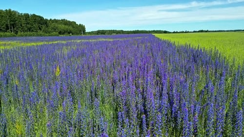 Purple wildflower field stretches under a sunny sky, bordered by green trees