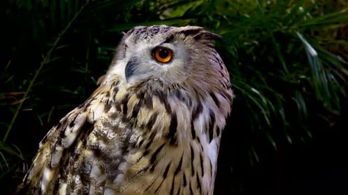 Close-up of an Owl in a Dark Forest
