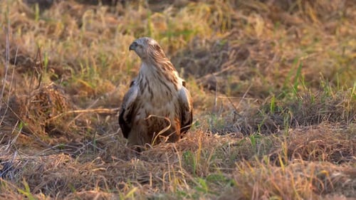 Long legged buzzard, Adult on field hunting voles, Israel
