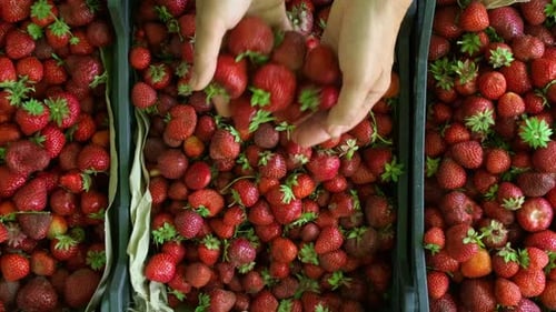 Fresh Red Strawberries Piled in Crates from Above