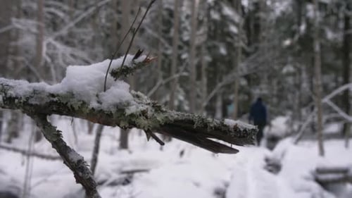 Tree branch shaking in a winter forest with snow and people walking in a blurry bokeh background