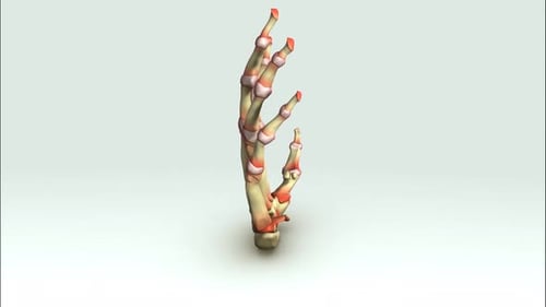 Modelo esquelético detallado de la mano humana con articulaciones