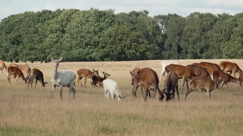 Herd of deer grassing on meadow, white deer looking at camera