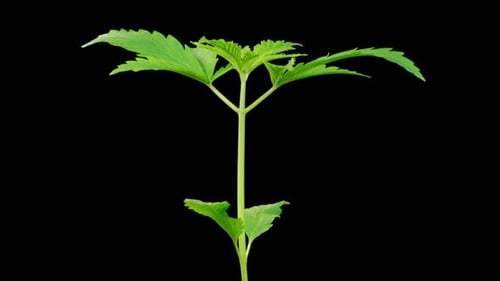 Marijuana Plant Growing