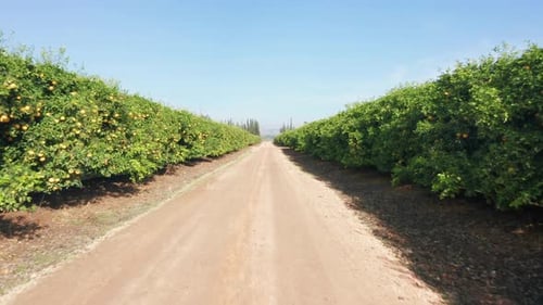 Grapefruit orchard during picking, with large pallets full of fresh picked Grapefruit