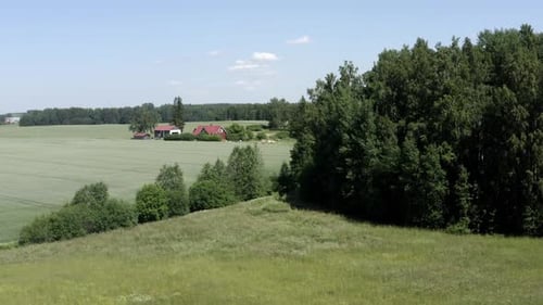 Amazing field in Estonia at summer