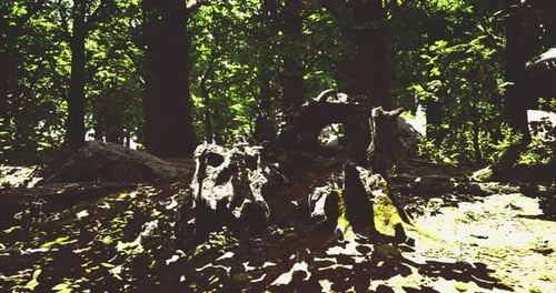 Explore the Serene Greenery of a Lush Forest During Daytime Sunlight