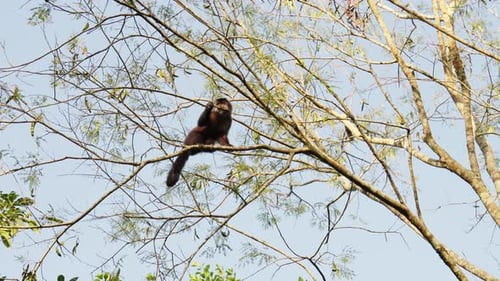 Singe se nourrissant de feuilles dans la forêt