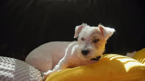 Close Up View of A Jack Russell Dog Lying on the Sofas with Pillows at Home in the Sunlight