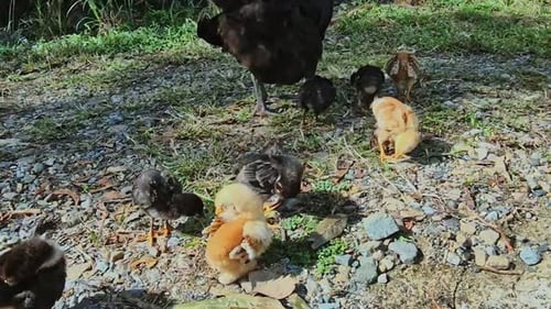 Fluffy black and brown chicks scratching on the ground in search for food
