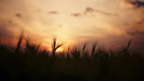 Silhouettes of Ripe Wheat Ears at Golden Sunset Orange Red Yellow Sky Beautiful Nature Background on