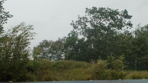 Trees Blowing in the Wind on Overcast Day