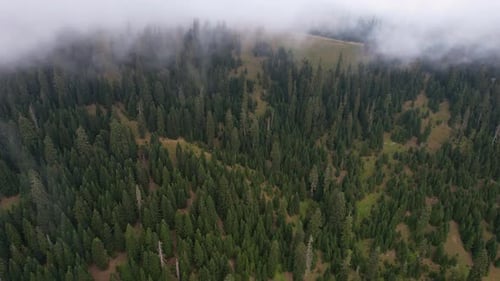 Fogy Spruce Forest In The Mountains