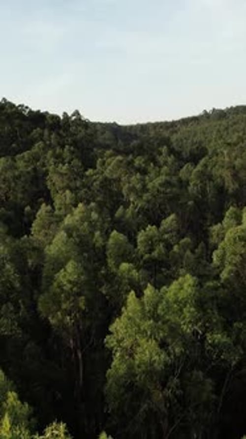 Vertikales Video des Tree Tops Reserve aus der Vogelperspektive auf den Wald