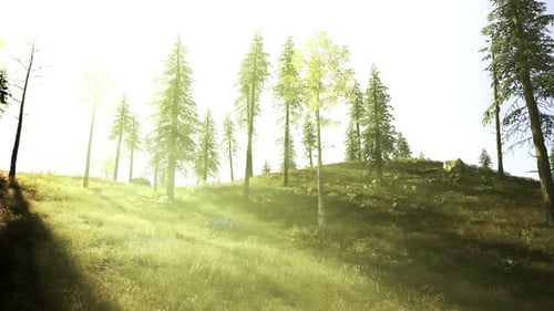 Paysage matinal calme et tendre avec brume légère sur les collines