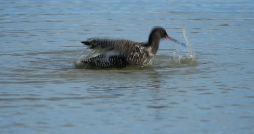 spotted redshank (Tringa erythropus), migrating bird in the Camargue, Southern France