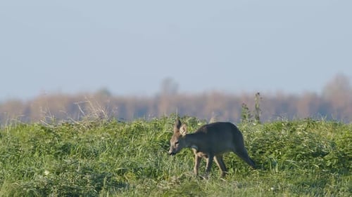 Common wild roe deer perfect closeup on meadow pasture autumn golden hour light