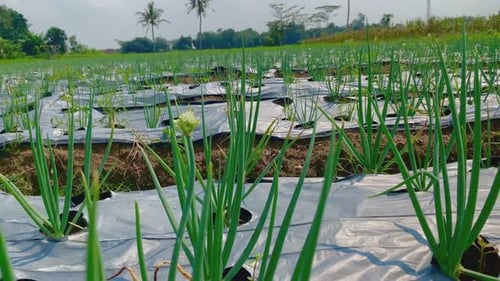 fresh spring onion vegetable farming