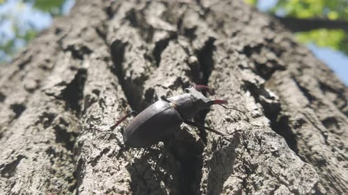 Close-up of European Greater Stag Beetle crawling upward bark of tall old oak tree