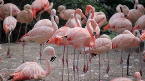 Beautiful Flamingos Near the Pond Migratory Birds in India
