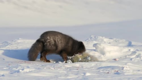 Un raro zorro azul ártico se come un cachorro de foca anular en el Ártico