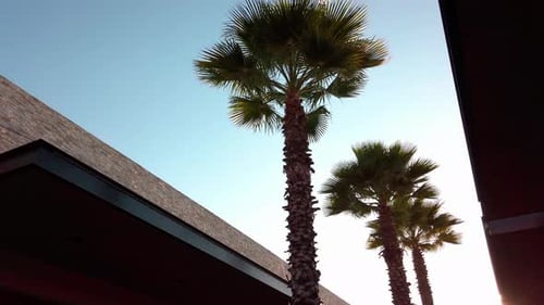 tall palm trees