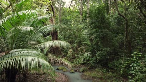Jungle vegetation in aerial view through the rainforest
