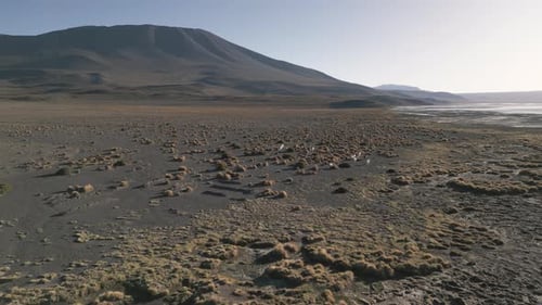 Aerial Drone Fly Above Laguna Colorada Bolivia Alpacas High Plain Altiplano Wild Animals Landscape i