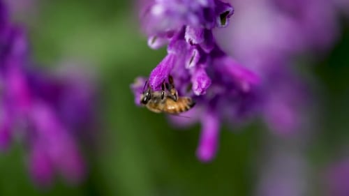 plan d'une abeille collectant du pollen avec des fleurs violettes - Vidéo au ralenti.
