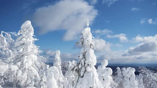 Bottom view of bright blue cloudy sky in frozen winter forest