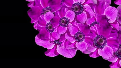 Vibrant Anemone Flower Bloom Transition