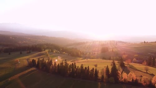 Scenic Aerial View of Forest Landscape at Sunrise