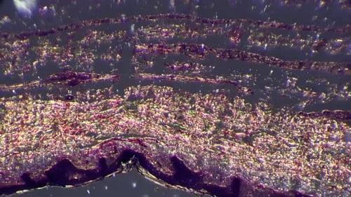 Magnified View of Biological Tissue