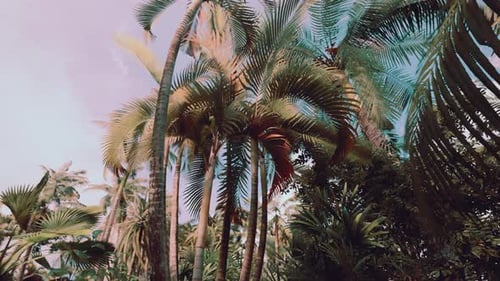 Tropical Palm Trees Swaying Gently Under a Serene Sky