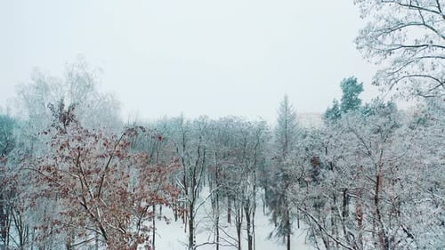 Beautiful trees with a snow in the park on the background of blurred city buildings.