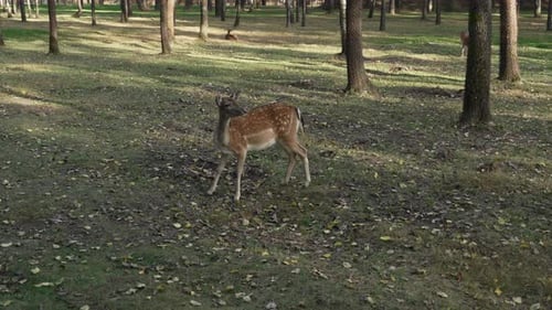 Young deer screaming in the forest looking into the distance slow motion. Young true deer grazing