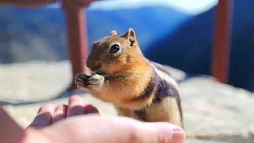 A Friendly Squirrel Happily Eating in Nature CloseUp Interaction with the Surroundings