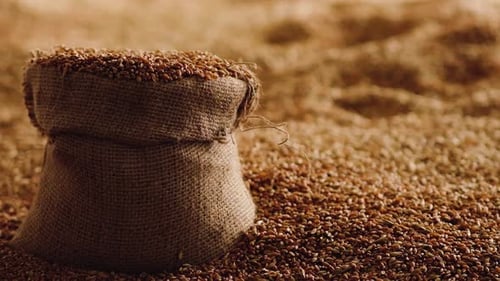 A grain of wheat slowly falls into a bag Slow motion