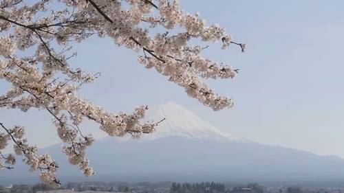 Mt Fuji In Spring
