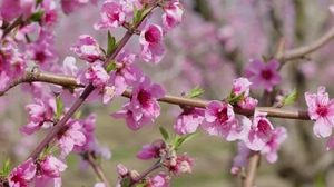 Flowering Tree Branch with Pink Blossoms Against Blue Sky, Nature Stock ...