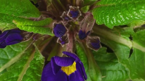 Primrose Opening Timelapse
